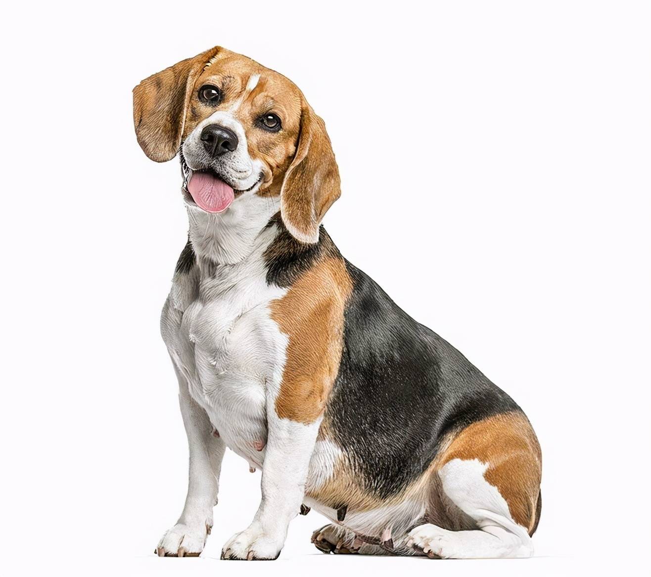 史努比的原型为世界名犬之一——米格鲁猎兔犬,也就是我们常说的比格