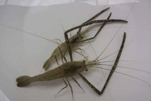 淡水河虾,对环境要求比较高,只有水质清澈,没啥污染的水里才会有.