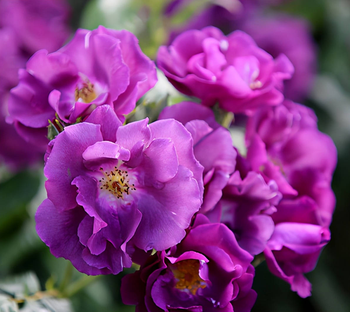 这8款蓝紫色月季花色少见而特别,亲测好养又爆花,你有种吗?