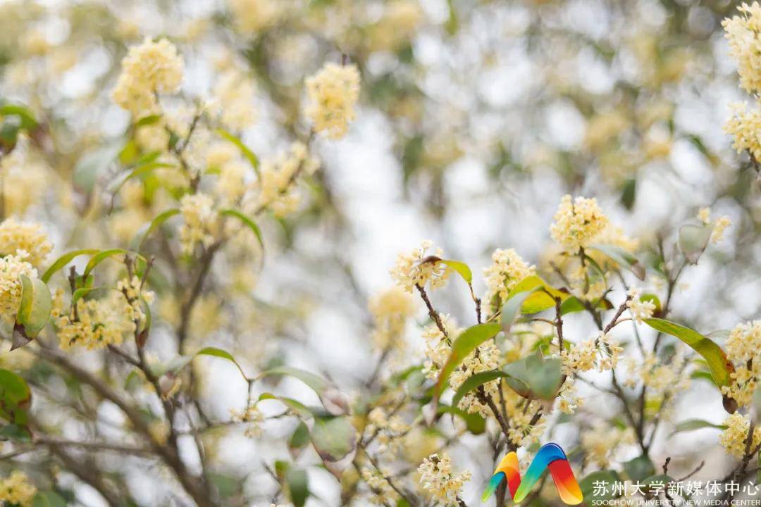 拔节生生不息潇洒恣意椽笔似锦写意飞落梢头去,跌入泥尘里酿尽秋实,还