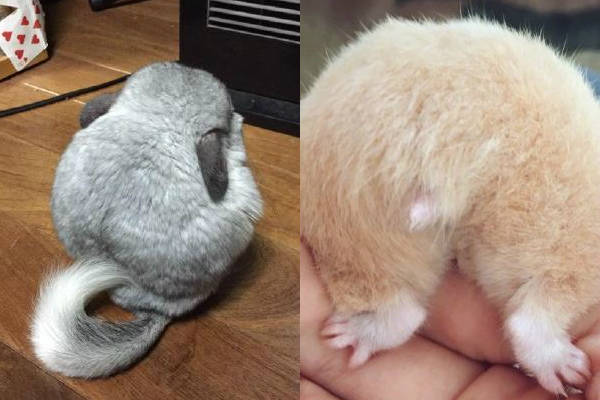 龙猫跟仓鼠长得有点像但它不是仓鼠下面教你区分它们