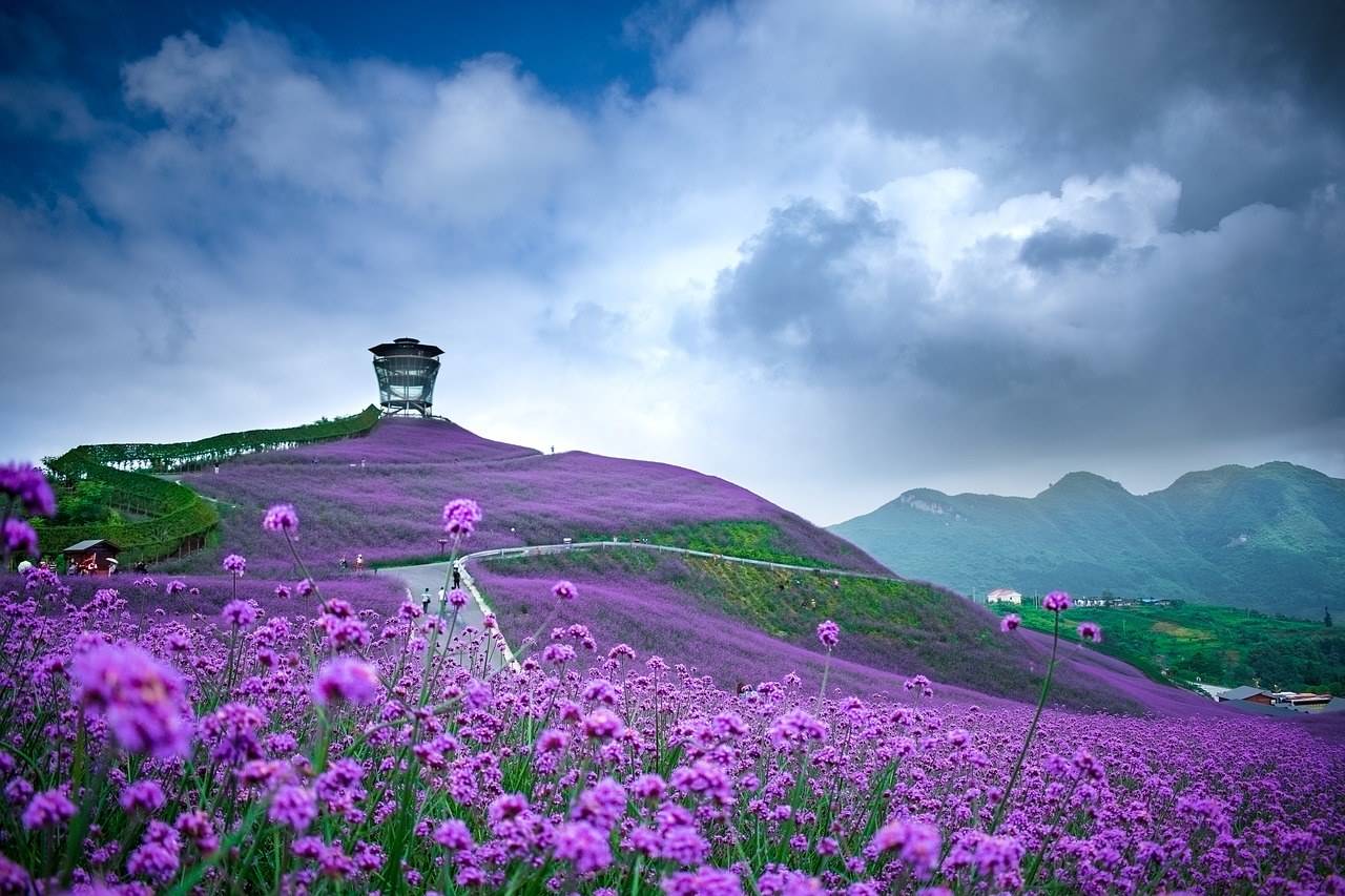 全球花海合集,哪一片灿烂的美景可以惊艳你的眼眸?_薰衣草