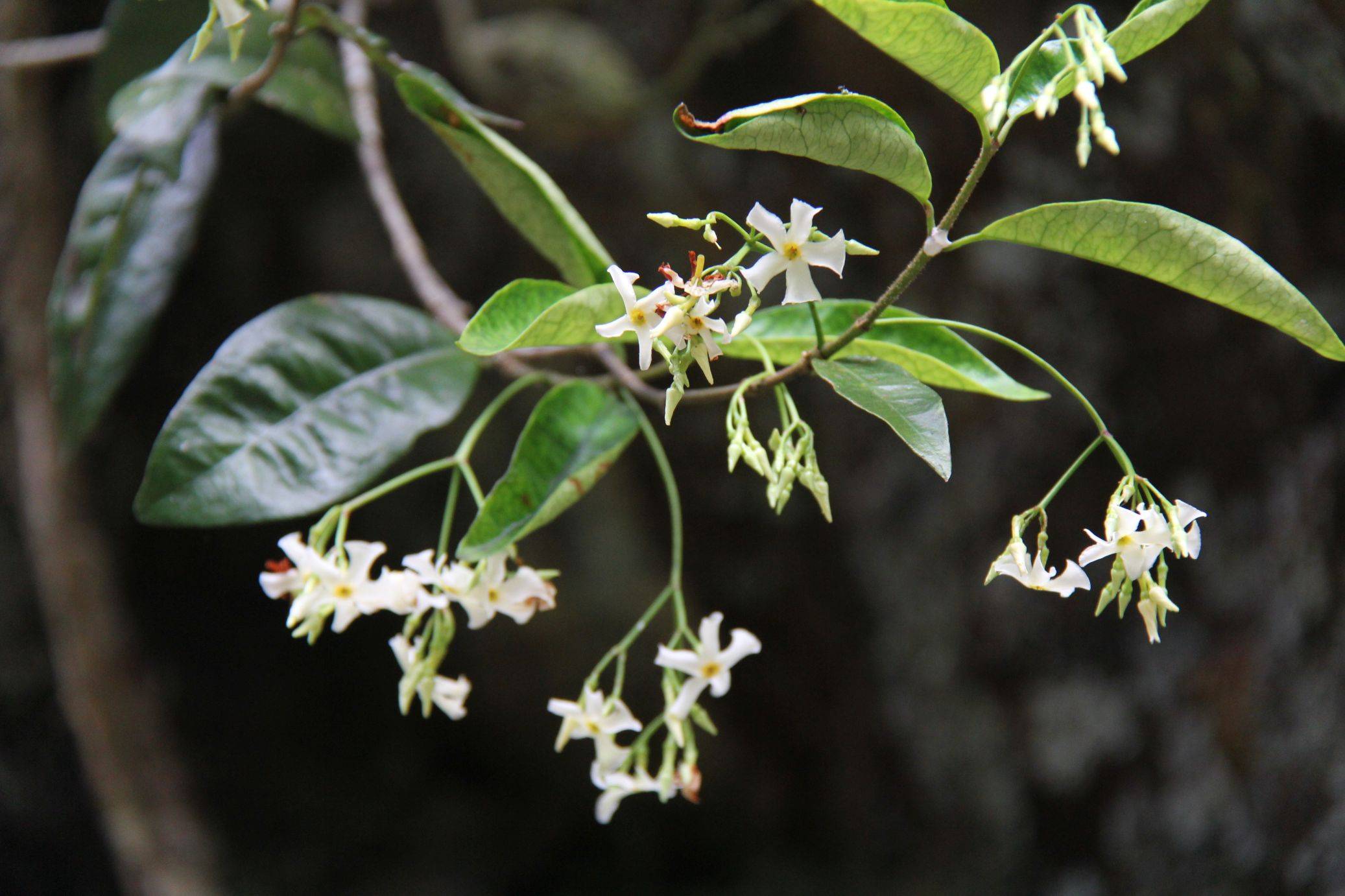 庆元植物1341-夹竹桃科-络石属-亚洲络石_手机搜狐网