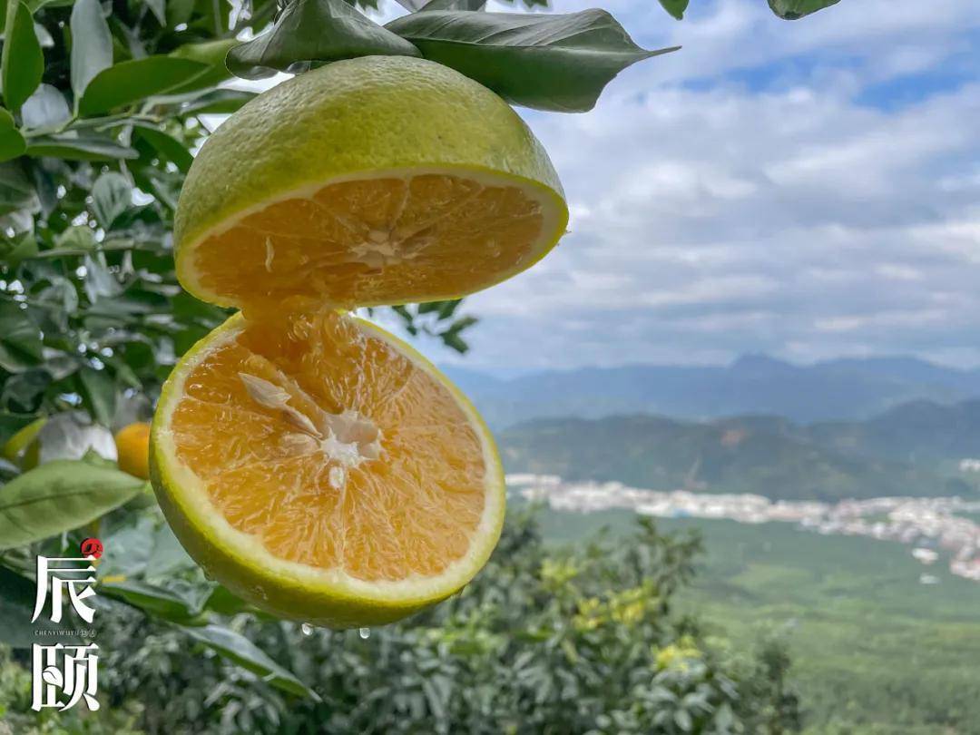 辰颐物语青皮葡萄柚果肉柔嫩多汁爽口略有香气