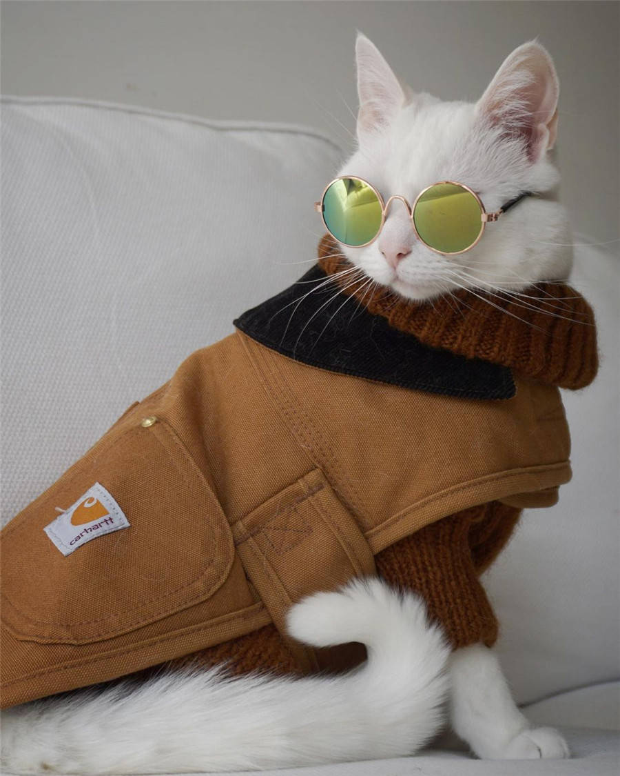 不过给宠物穿衣服,也要在它接受和喜欢的前提下哦~有条件的带着宠物一