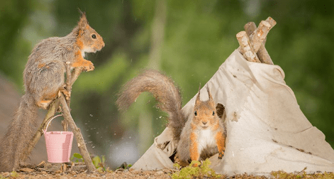 潜伏在你身边的平行世界这里有一群松鼠像人类一样生活