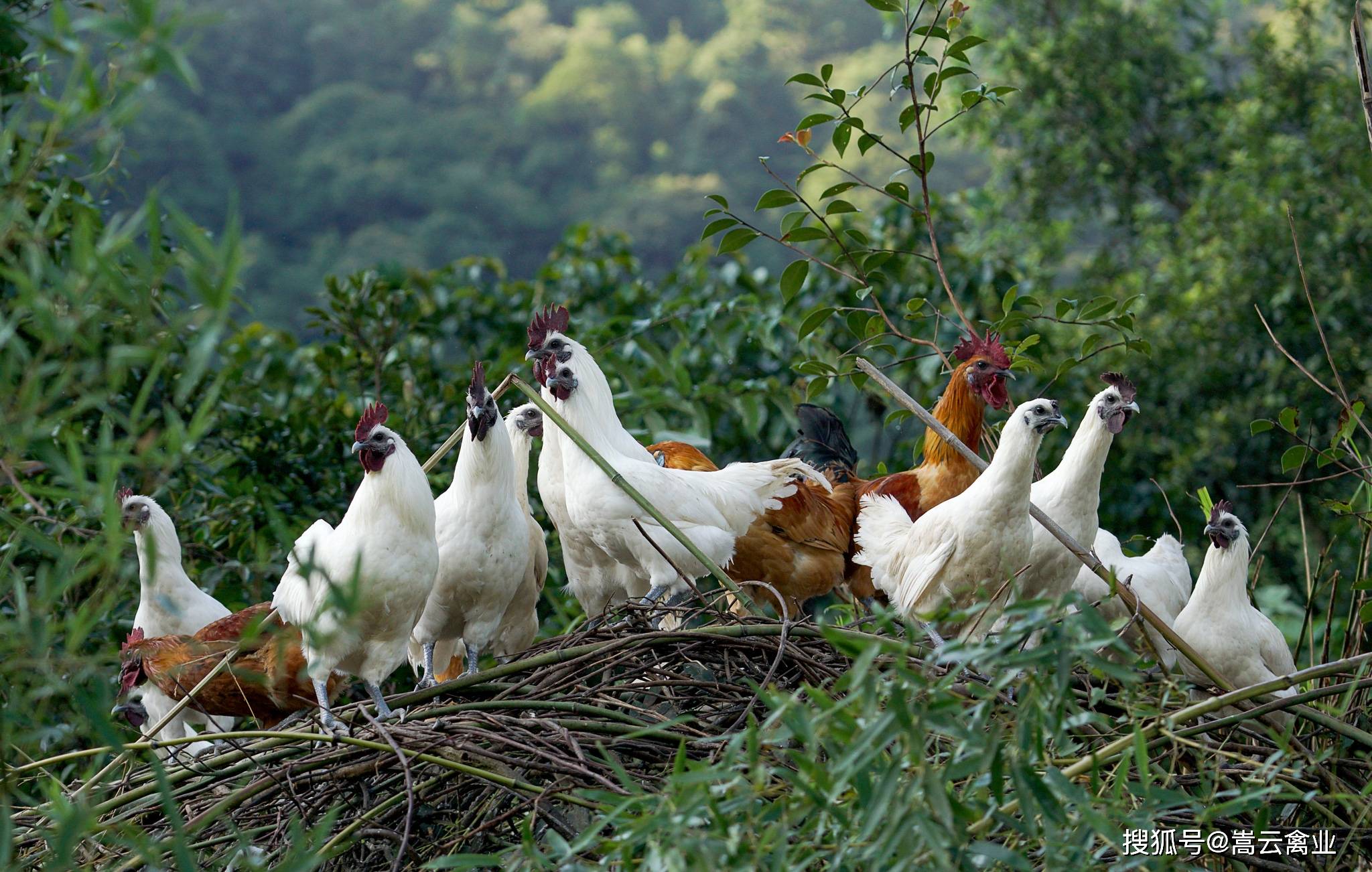 清同治十三年(1874年)《重修黔阳县志》十八卷"物产·羽之属"中记载:"