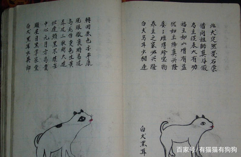 在犬相经一书里是这样定义的,用大白话的意思是:狗跟犬是不一样的,狗