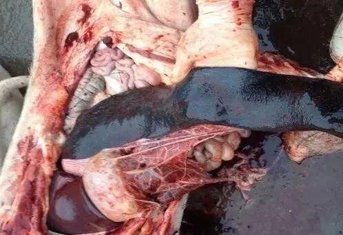 非洲猪瘟呕吐物图片图片