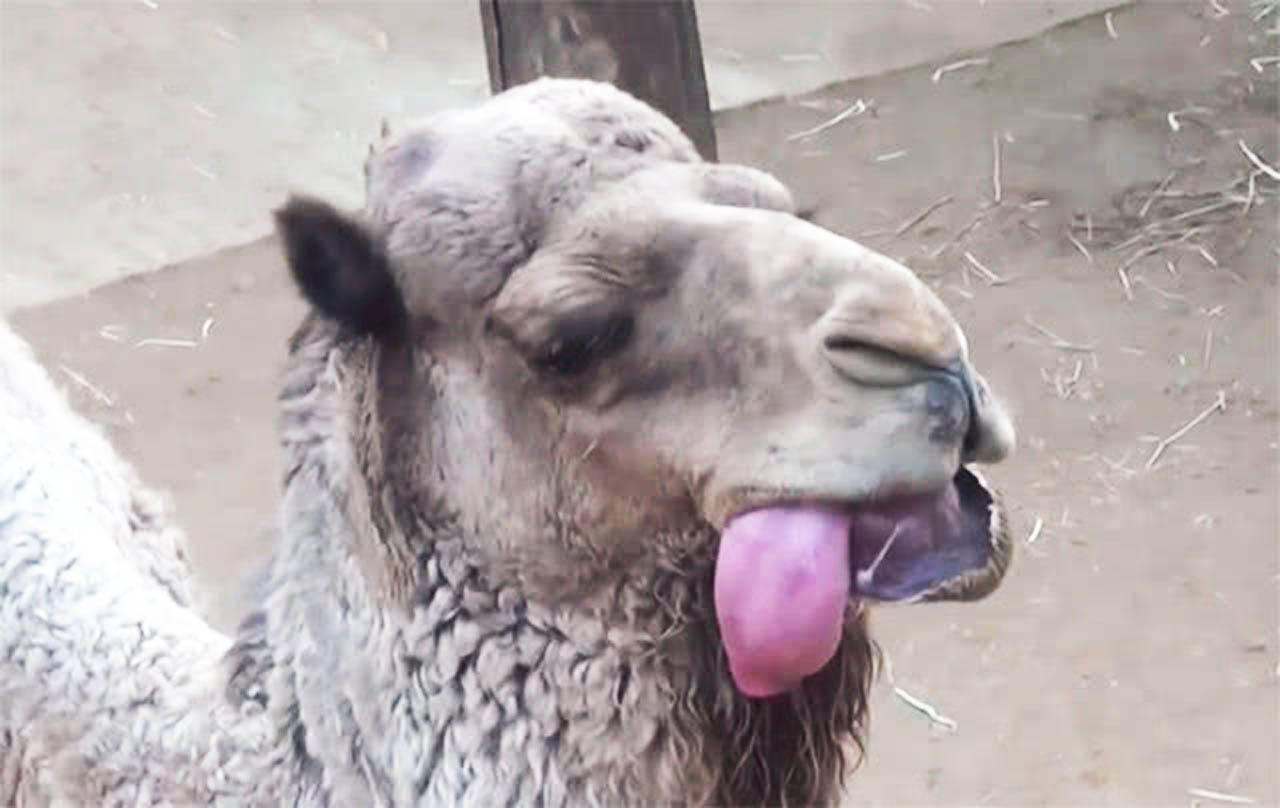 骆驼从嘴里吐出来的粉红色肉球是用来干嘛的