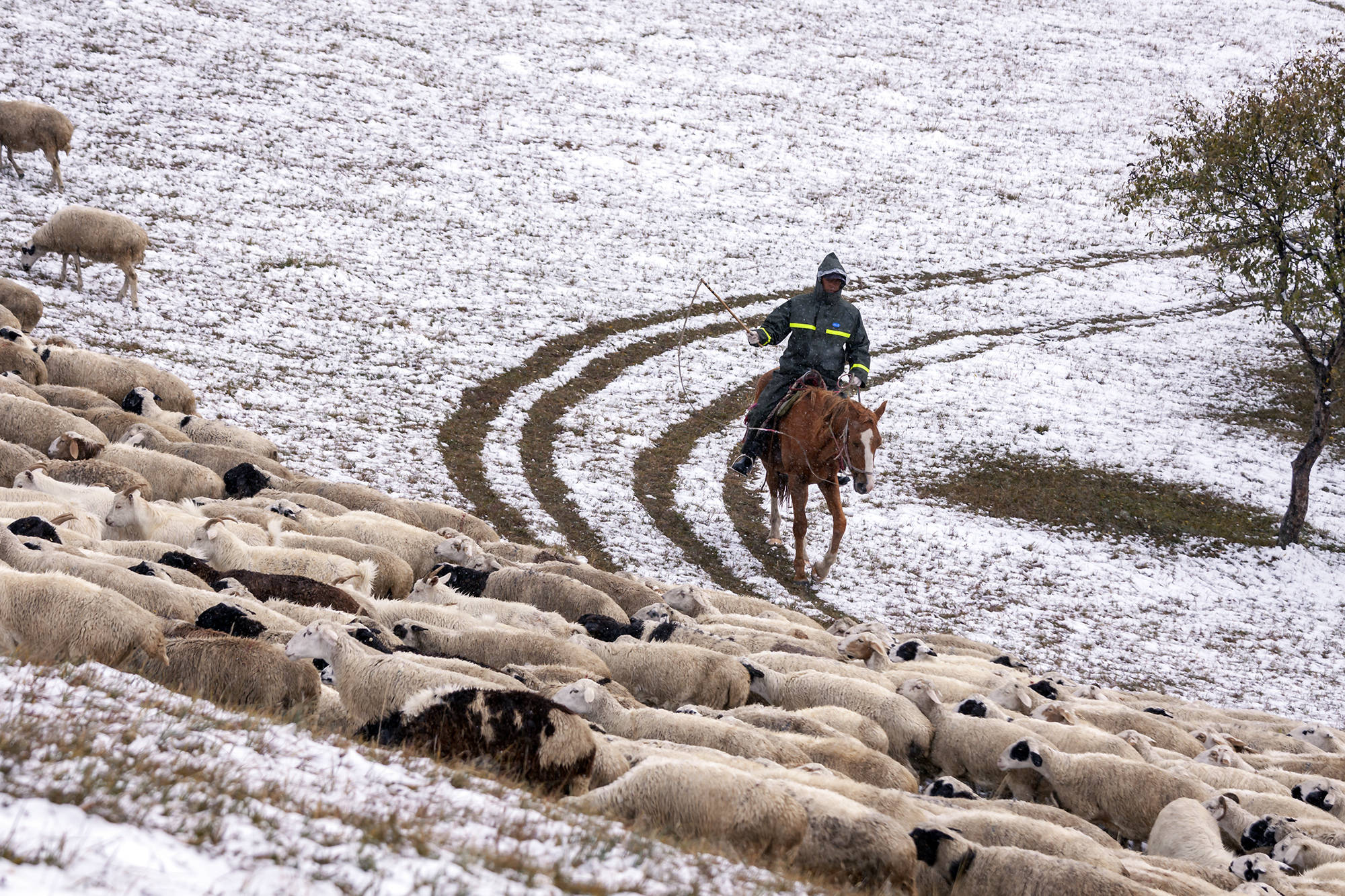 内蒙古草原,牧羊人雪中放牧,到处是一派银色世界