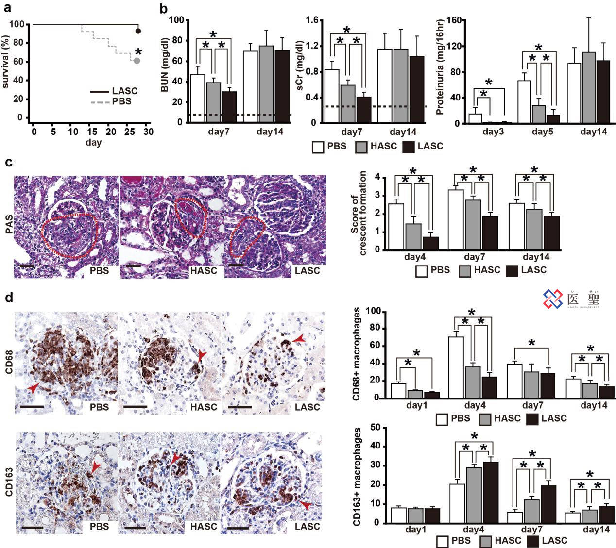 红细胞|ISEI日本干细胞—脂肪由来间充质干细胞治疗急性肾炎