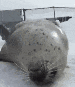 海狮拍肚皮gif 表情包图片