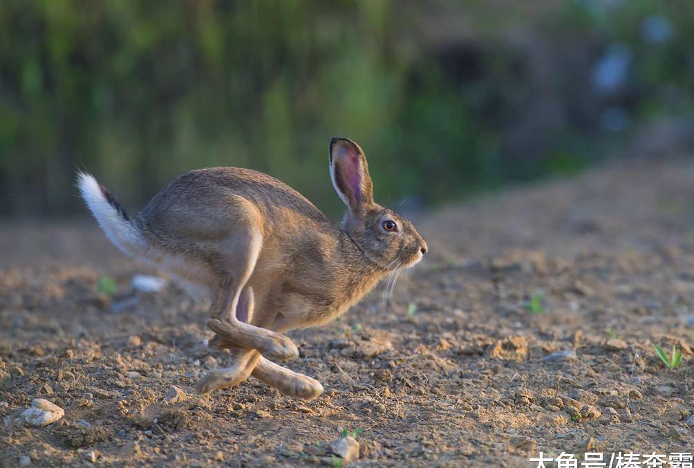 中国野兔野鸡图片