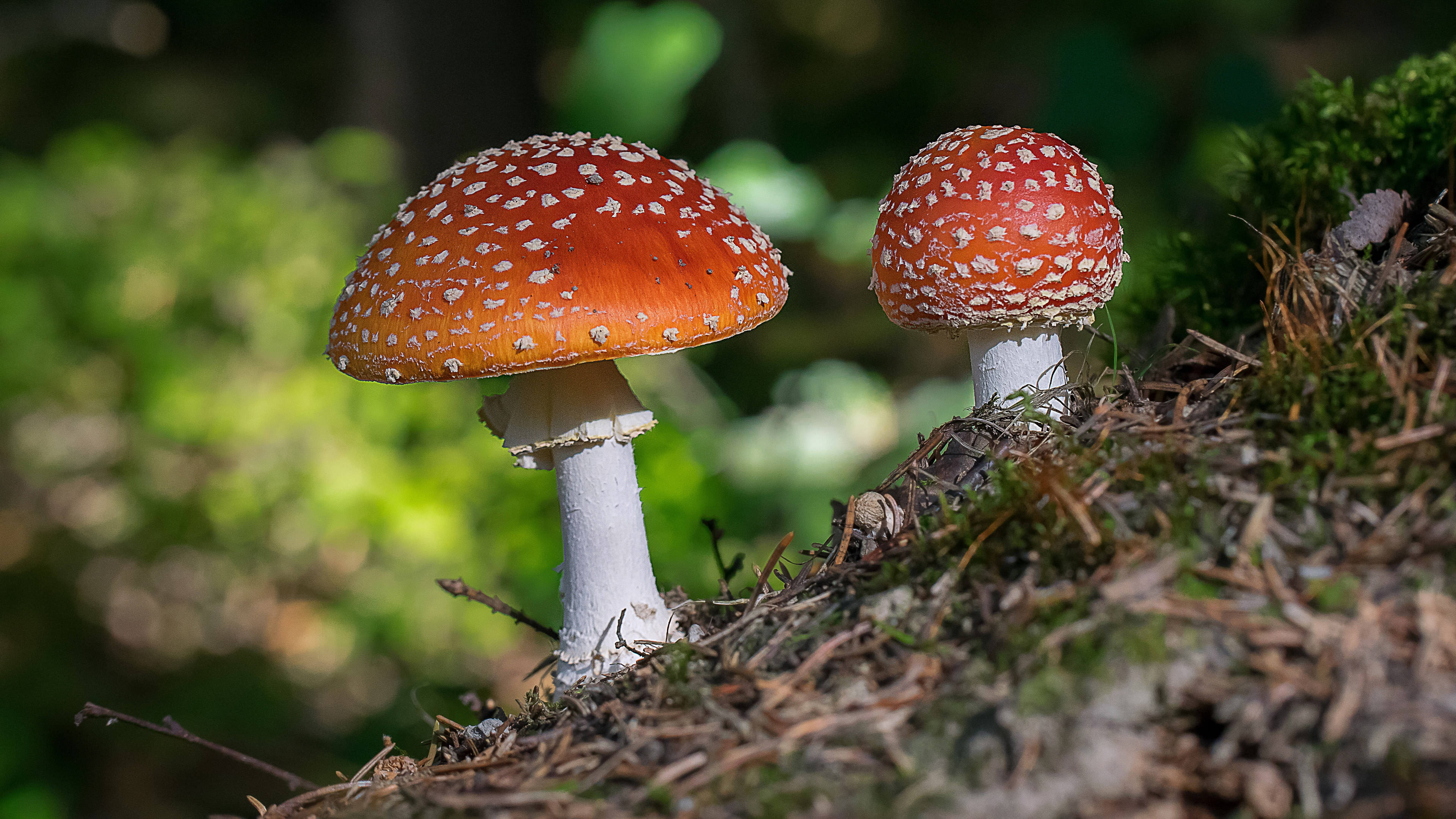 原创下周末月老助力缘分桃花默默承受余生终不悔的4大生肖