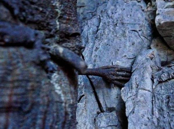 全球最可怕“食人树”，进食方式奇特至极，为何不砍掉还专门喂养