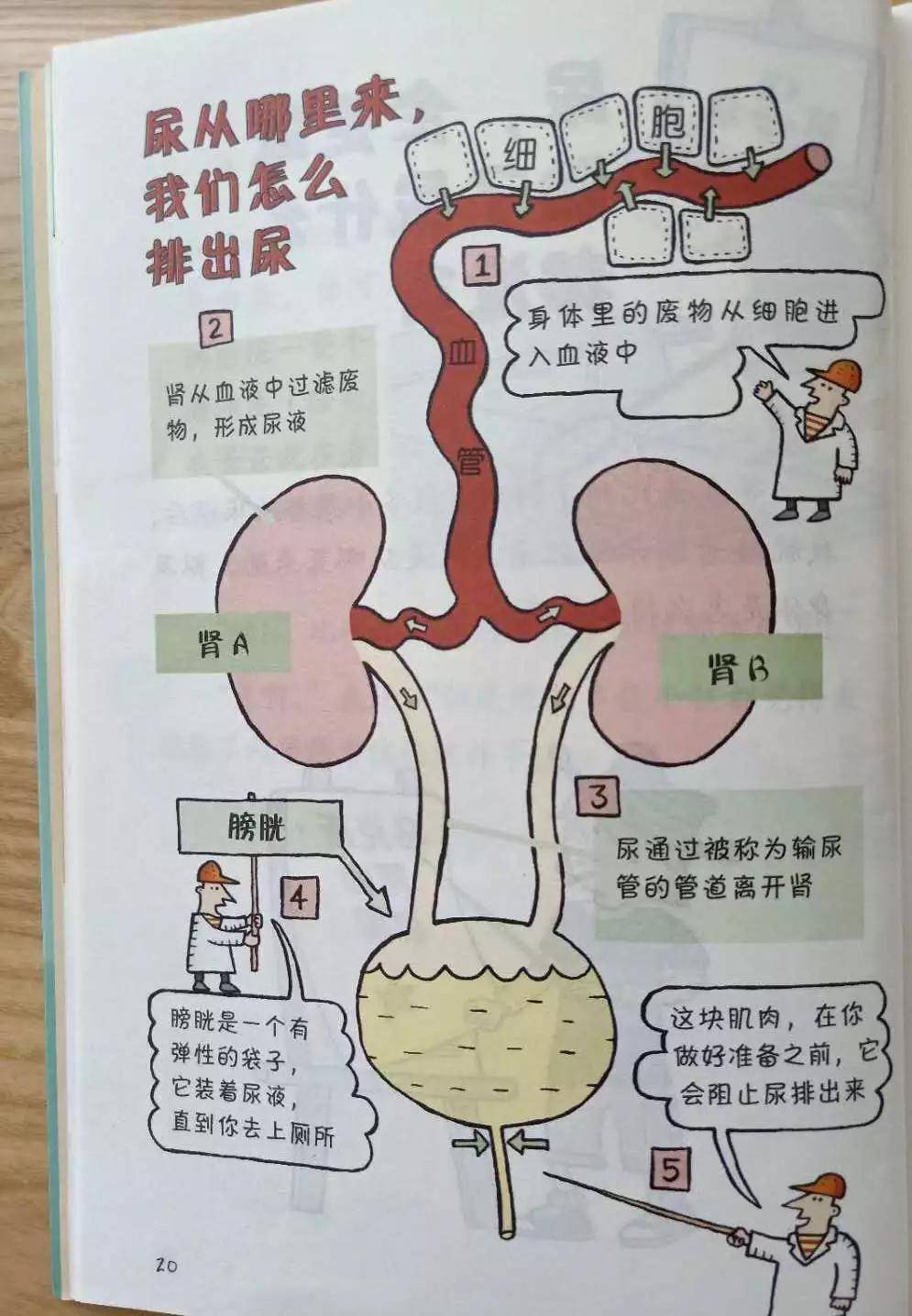 排尿和控尿习惯,至5岁膀胱发育及夜间膀胱充盈-刺激觉醒发育基本完成