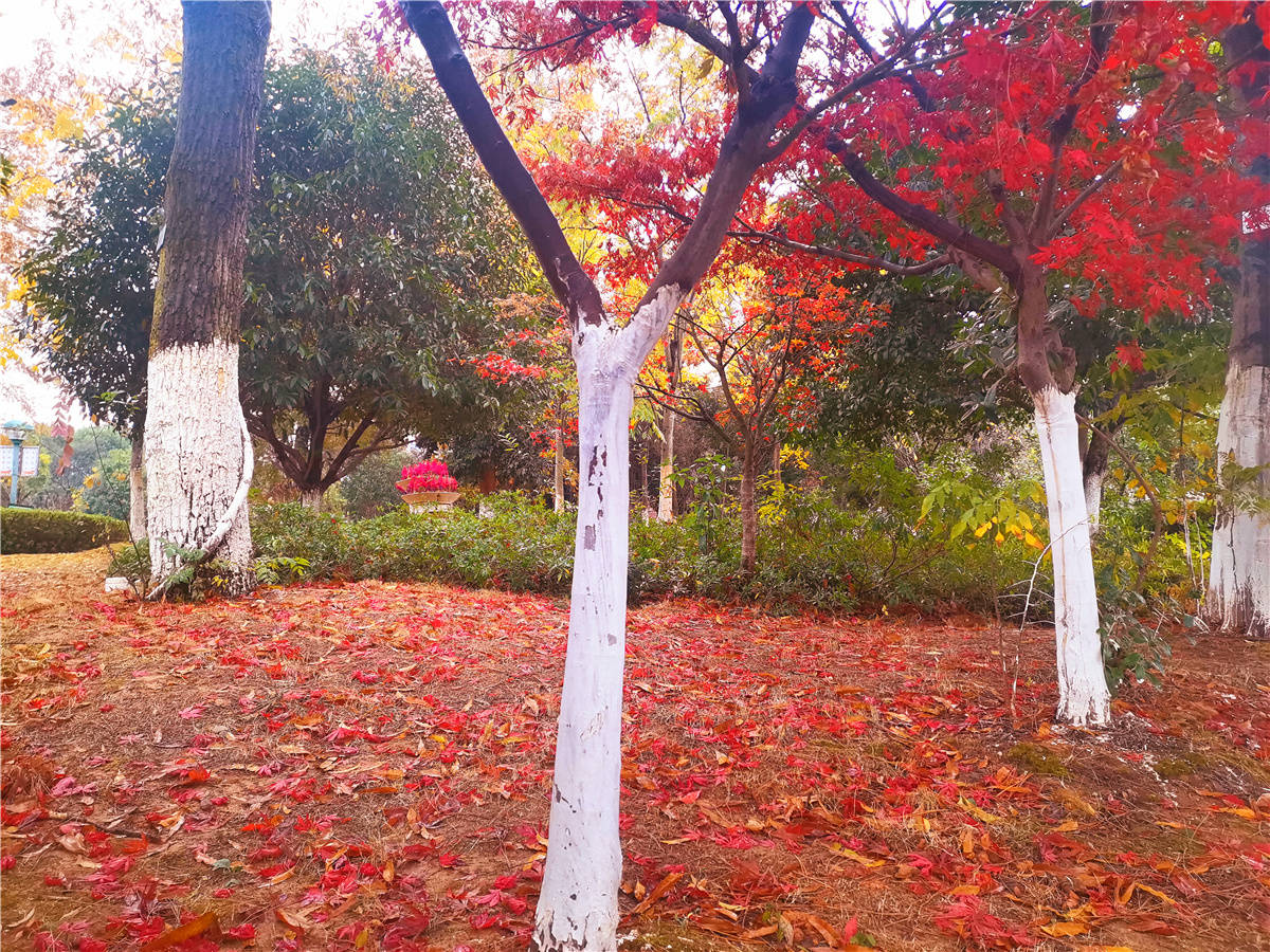 江西吉安:红枫落叶 风情万种 令人着迷