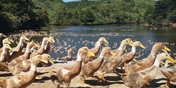 鸭子肠炎拉稀用什么药鸭子拉稀长时间治不好