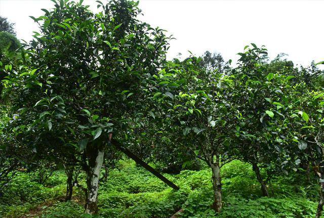 生茶张古树茶被台地茶冒充掌握普洱茶知识再也不怕冒牌货