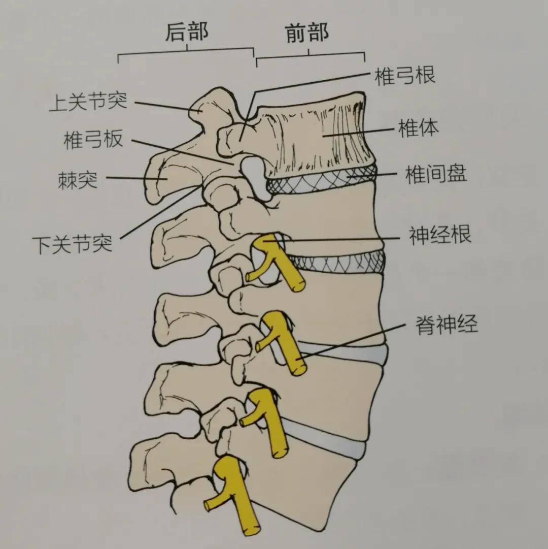 盤點脊柱4大節段的優勢與弱點,分步走養護脊柱_頸椎