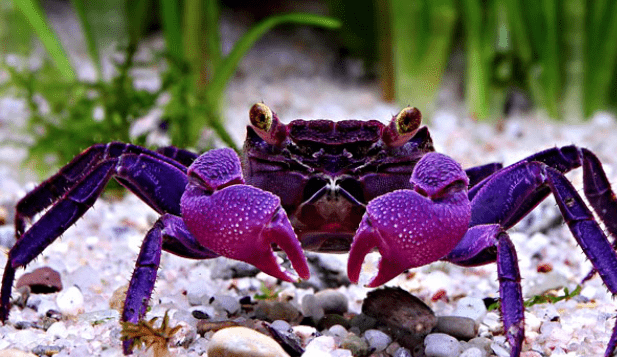 拿恶魔蟹当宠物,你就是这条街最靓的仔!