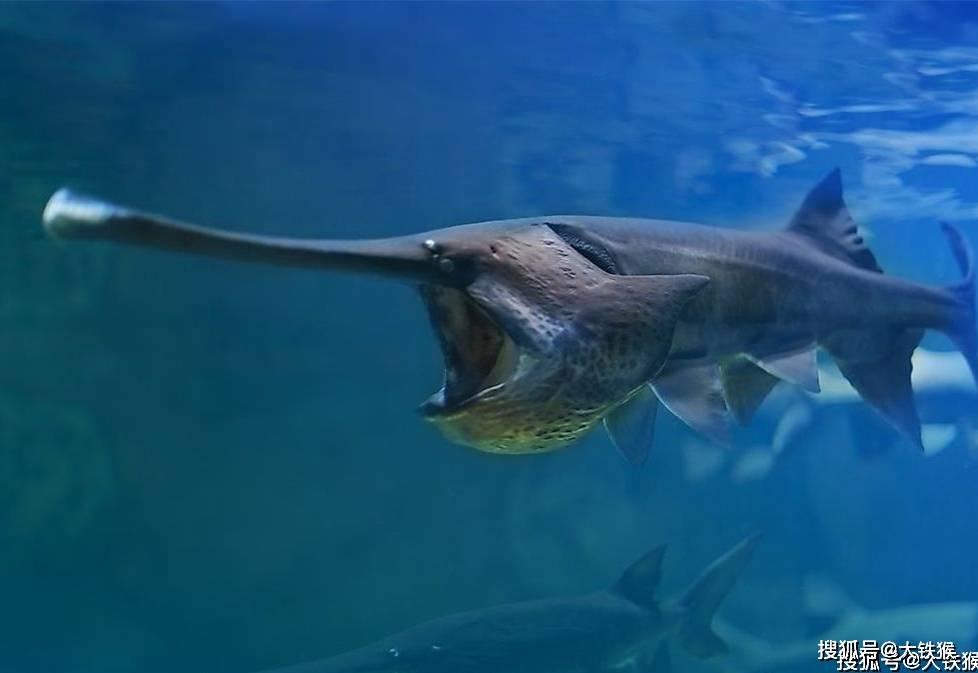 杰瑞米瓦德到中国钓"河中巨怪"开始时还嘲笑中国钓友,装备简陋_手机