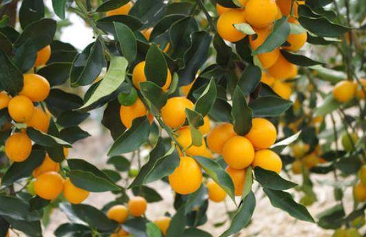 融安金桔人人都爱的长寿果清甜爽口又营养