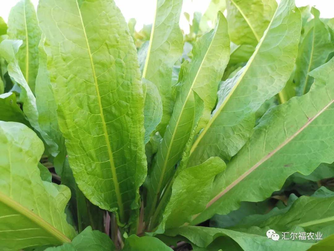 邢台高蛋白质现代有机农业产业园作物—食叶草