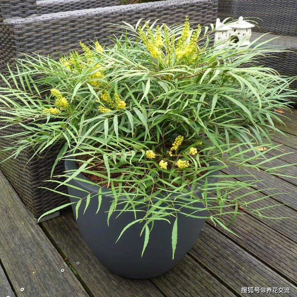 原创4种冬季就开始灿烂开花的灌木花卉可养成室内大中型盆栽