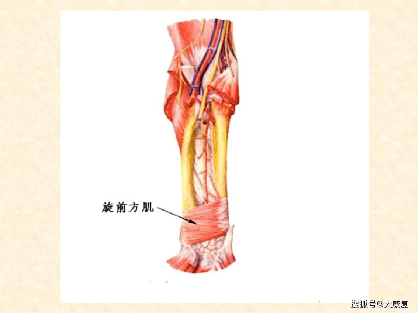 人體解剖骨骼肌上肢肌