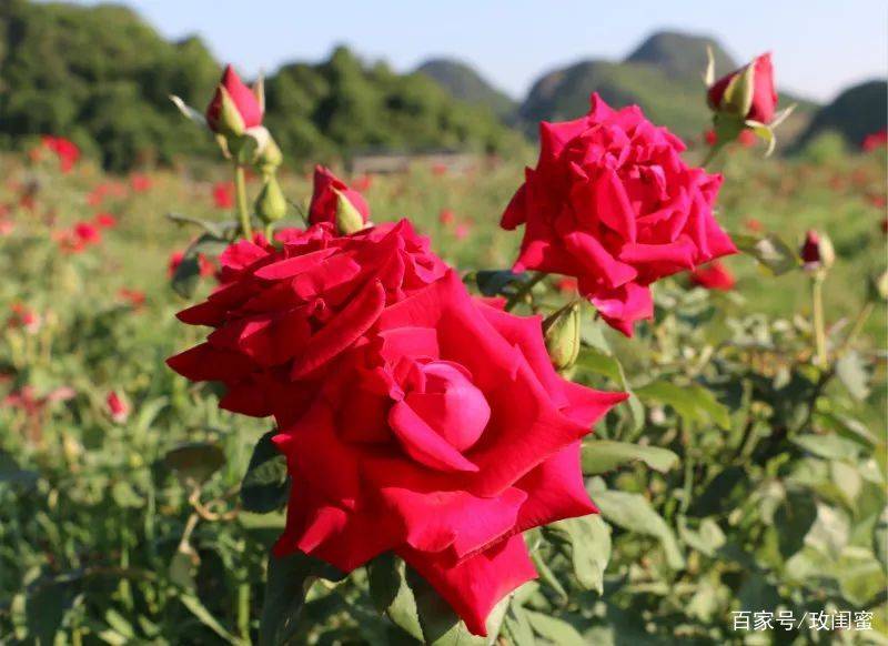 花中愛馬仕——雲南墨紅玫瑰