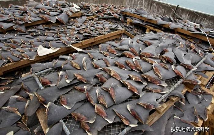 鲨鱼肉难吃是因有"尿味"?