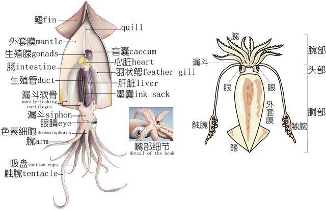 鱿鱼内脏介绍图图片