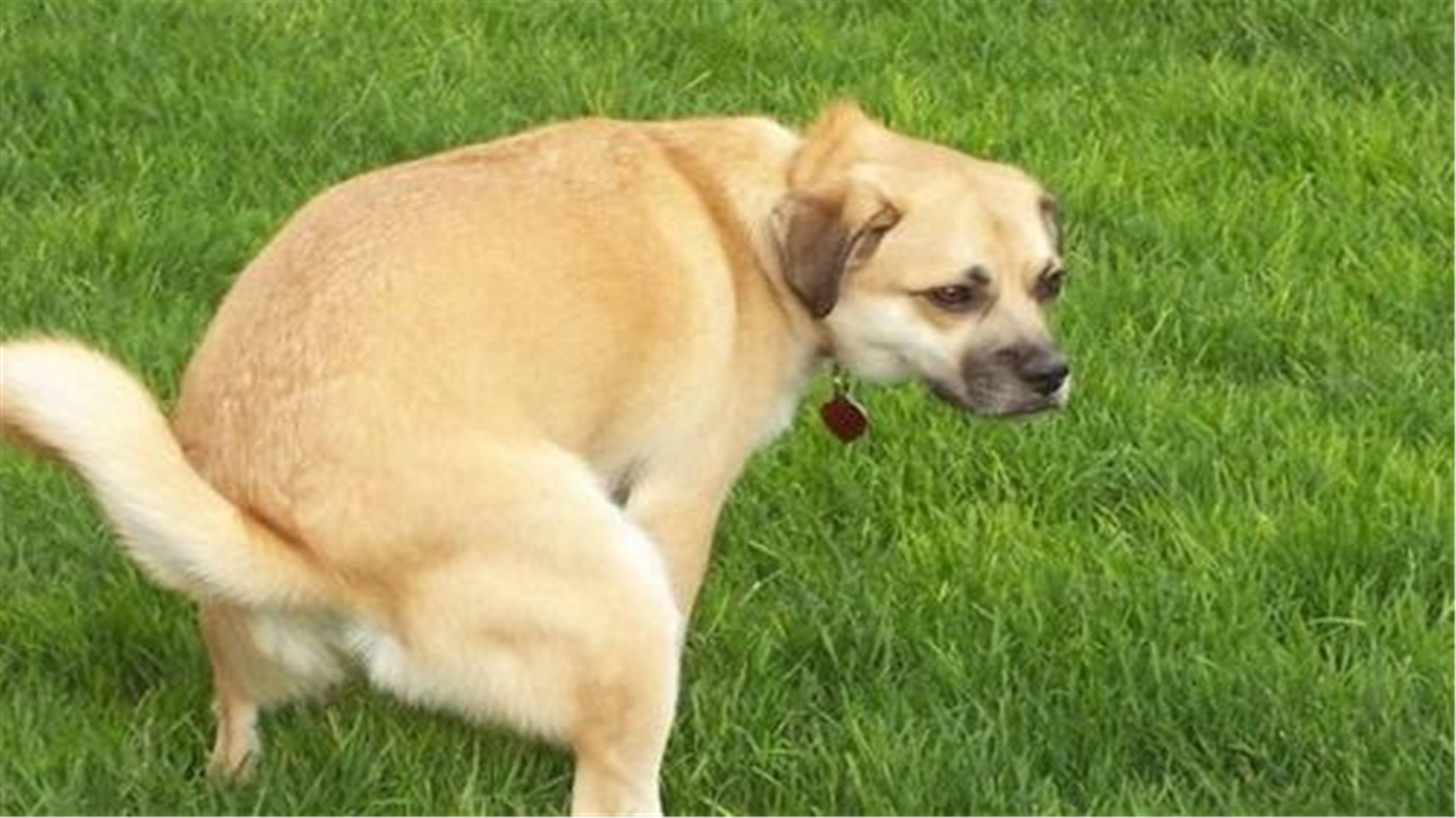 母狗狗尿血是怎么回事