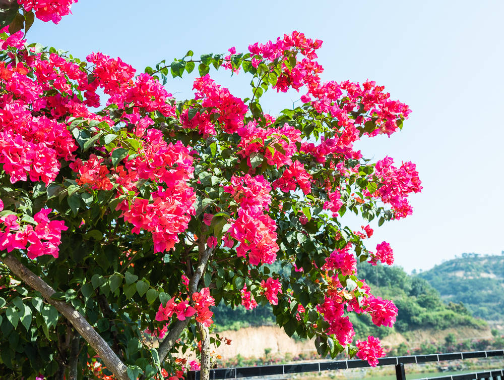 茂名粤龙山一个五颜六色的花花世界点燃冬日的激情