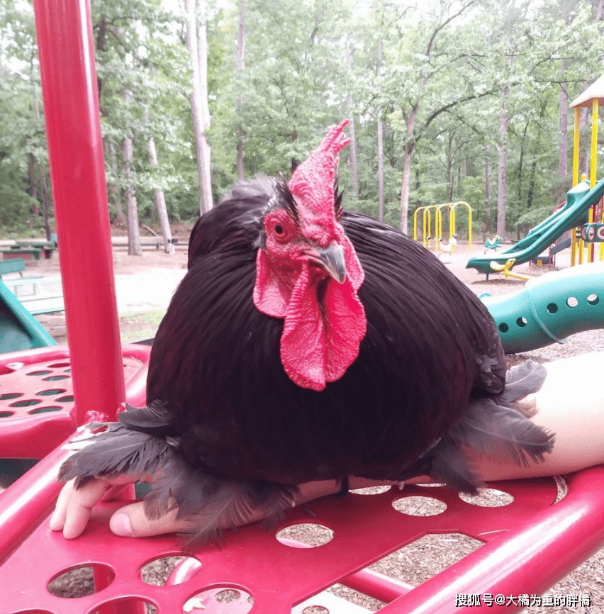 公鸡脚上"长毛"引人注意,有幸从小住家里,天天接送小女孩上学