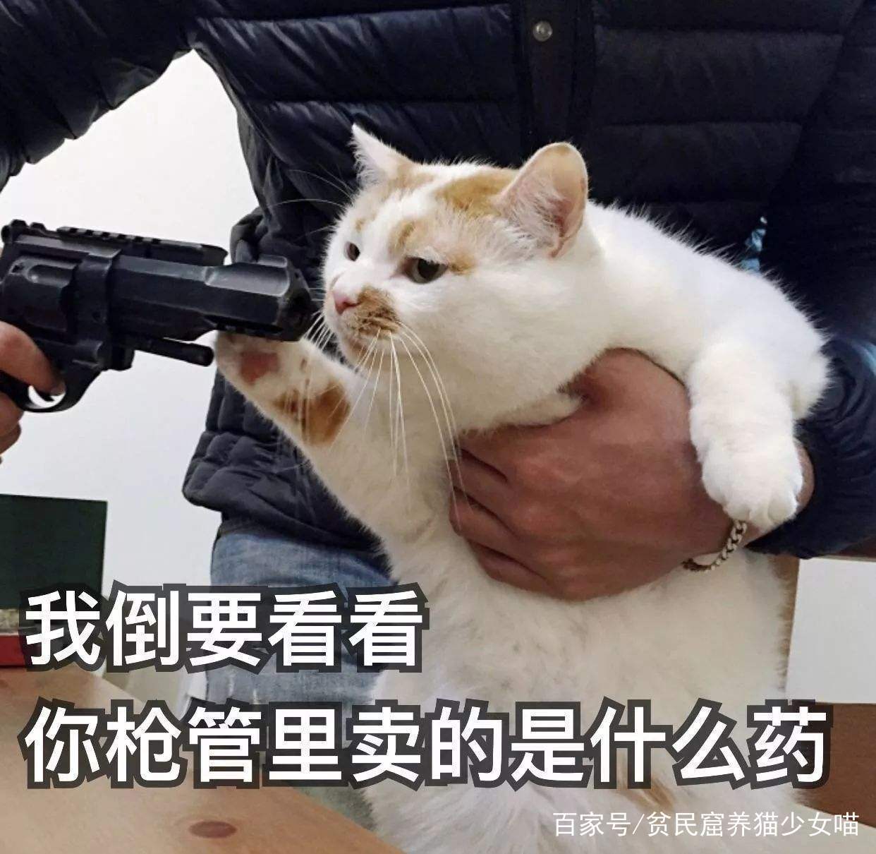 猫把枪推开的表情包图片