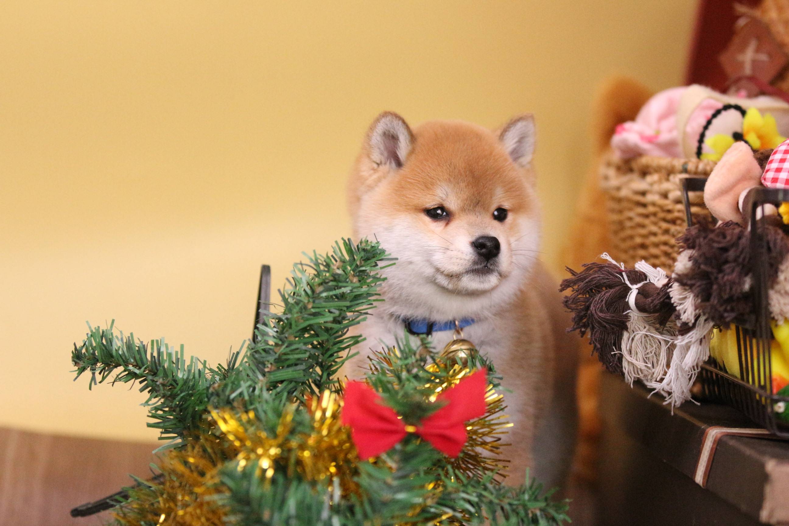 柴犬聪明吗,日本柴犬的智商分析