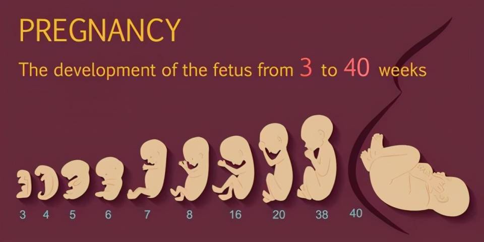 在网上看到一个关于胎儿在子宫内生长过程的视频,过程真