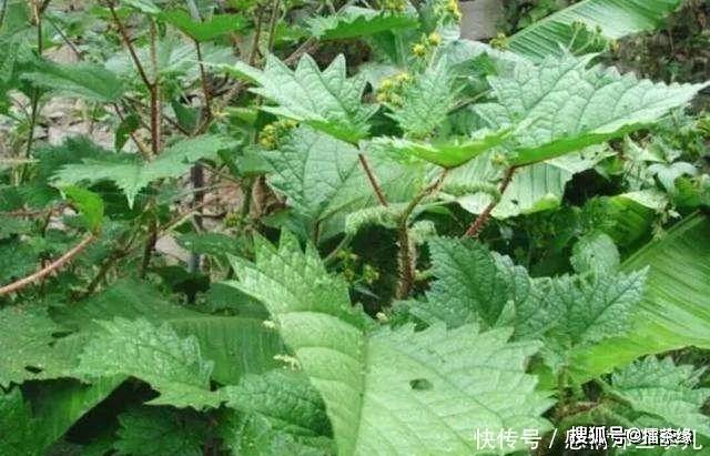 具有非常悠久历史的野草了,在我们老家那边是十分多见的,我们叫它藿麻