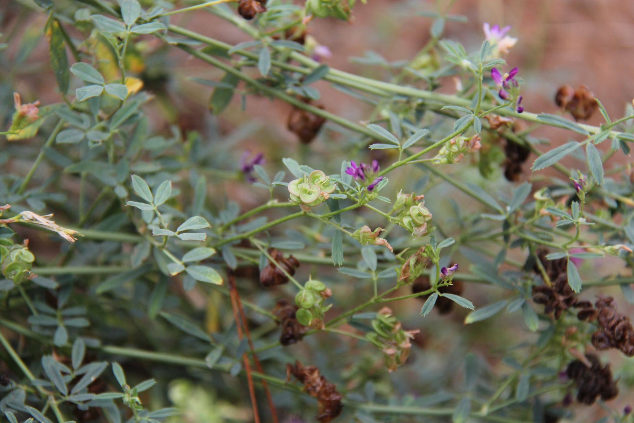 庆元植物1355-豆科-苜蓿属-紫苜蓿