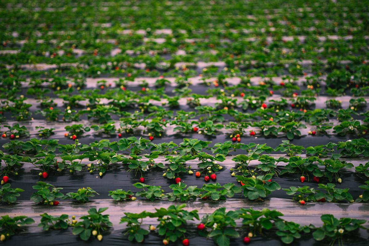 冬季草莓种植,可降解塑料地膜覆盖是关键,千万要注意这一点!