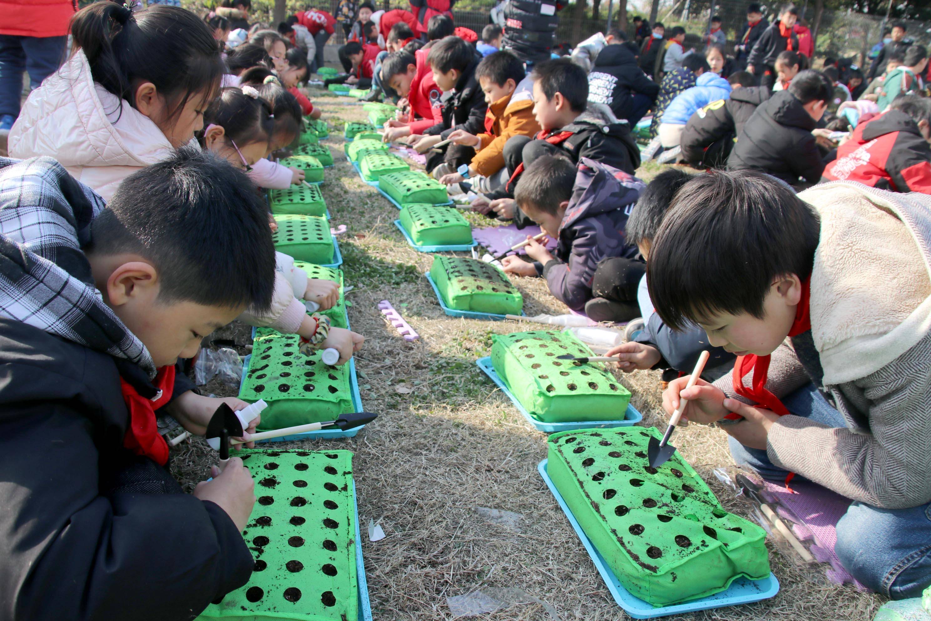 长桥中心小学银杏树图片