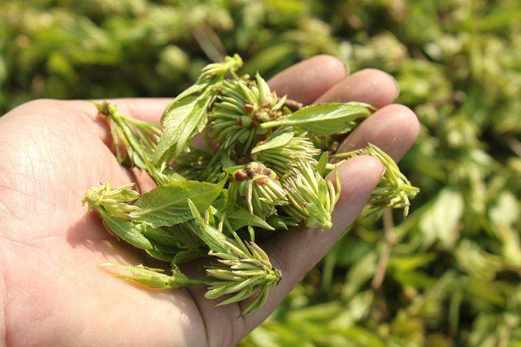 张家界电商特色农产品——杜仲雄花茶_慈利县