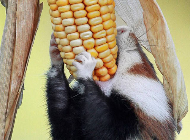 原创小松鼠偷吃美味玉米吃着吃着竟倒地不起背后原因让人唏嘘