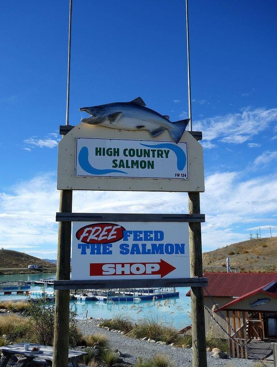 海拔2000米也能养三文鱼？探访新西兰海拔最高的三文鱼渔场