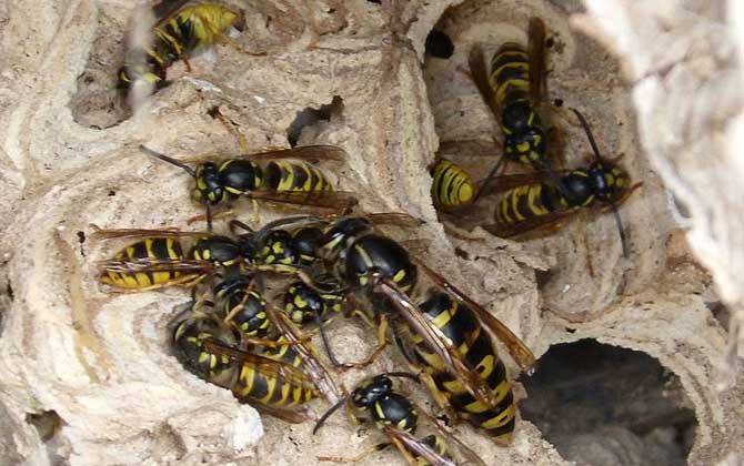 杀人蜂胡蜂究竟有多毒为什么胡蜂总喜欢攻击同一个人