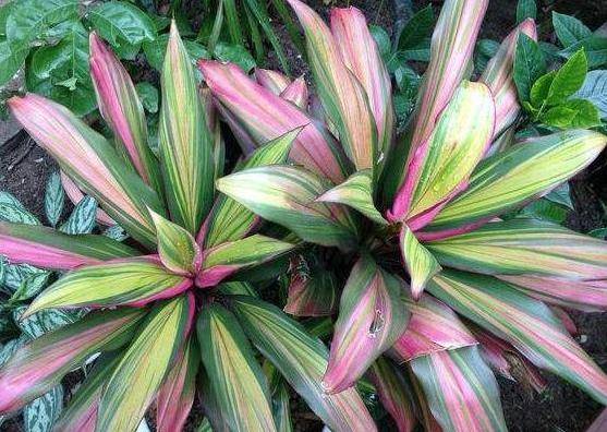 第四种:瑞典常春藤瑞典常春藤被花友们称为吸毒草.