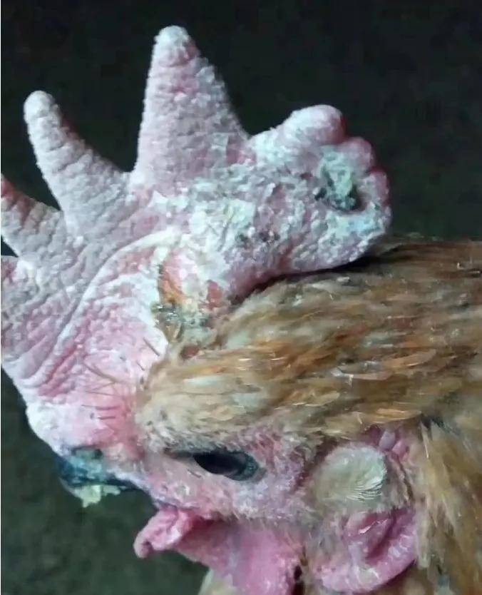 家禽鸡的皮肤病图片图片